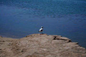 a bird at Yadan Geological Park
