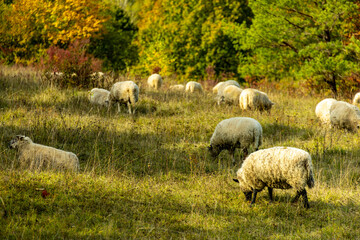 Obraz premium Eine farbenfrohe herbstliche Wanderung durch die wunderschöne Landschaft der Saale Horizontale bei Jena - Thüringen - Deutschland