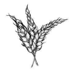 Bunch of wheat ears on stem black white graphic vector illustration isolated. Set of spikelet rye, barley monochrome hand drawn by ink botanical sketch for design beer label, natural product, bakery