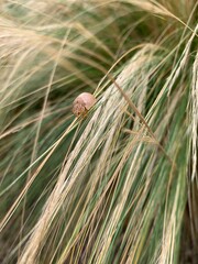A macro photograph of a Paropsis bug, a type of leaf beetle, resting on a blade of grass. The beetle's shell has a distinctive mottled pattern in shades of brown, blending with the soft.