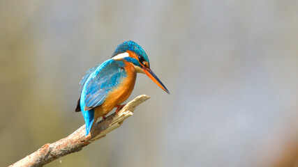 Common Kingfisher perched on a branch