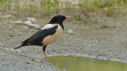 Rosy Starling near water
