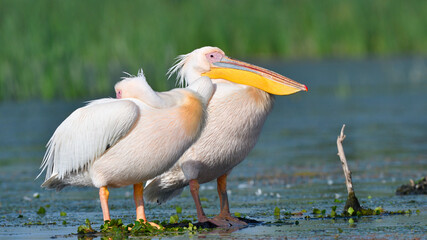 Pair of Great White Pelican (Pelecanus onocrotalus) in Danube Delta