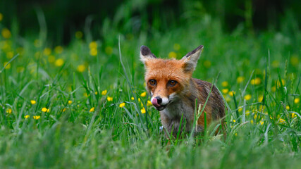 Red Fox in Nature, after rain