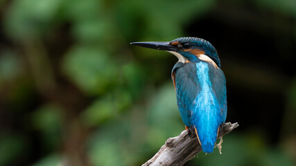Common Kingfisher perched on a branch