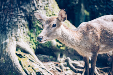 deer in the forest