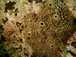 Stinker sponge (Sarcotragus fasciculatus) close-up undersea, Aegean Sea, Greece, Halkidiki, Kakoudia beach