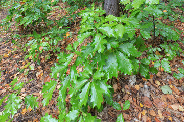 green maple leaves in the forest after rain in autumn