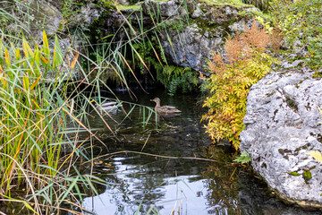 duck on the water