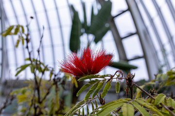 Calliandra dysantha