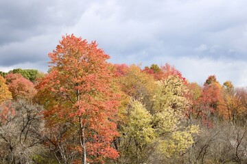 autumn trees in the forest