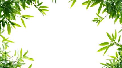 Fototapeta premium bamboo frame with leaves on the side, transparent. 