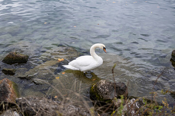swan on the lake