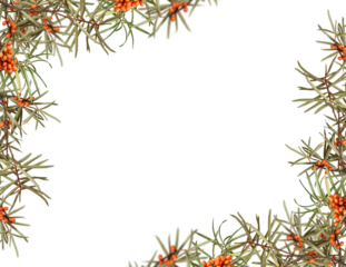 Frame of sea ​​buckthorn branches with berries. Frame isolated on white background, copy space. Overlay background.