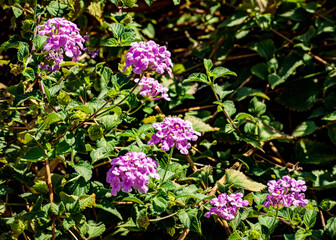 Purple Lantana 3