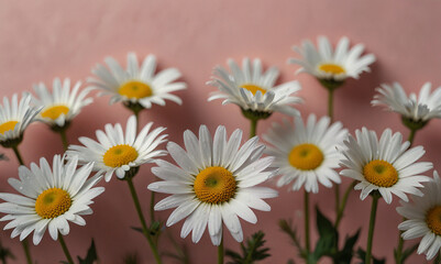 Fototapeta premium Fresh Daisies Against a Soft Pink Background