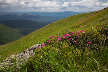 Blooming mountains in summer, magical Carpathians. Carpathian rhododendron (Rhododendron myrtifolium) on the slopes of Chornohora ridge, Carpathians, Ukraine. Image of attractive. Vibrant photo. 