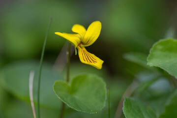 Obraz premium Viola biflora (alpine yellow-violet, arctic yellow violet, twoflower violet) blooming. Viola biflora a very beautiful and rare mountain plant in the Carpathian Mountains.
