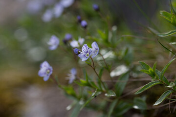Veronica baumgartenii is a perennial herbaceous plant of the Plantaginaceae family. Veronica baumgartenii blooms in the Carpathian highlands.