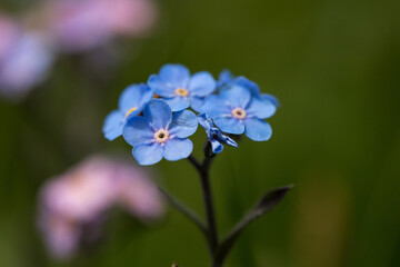 Alpine forget me not flowers, herbaceous, perennial, flowering plant in the family Boraginaceae. Blue, small blossoms in the blurred background of green