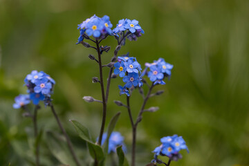 Alpine forget me not flowers, herbaceous, perennial, flowering plant in the family Boraginaceae. Blue, small blossoms in the blurred background of green