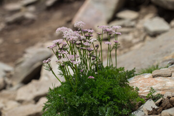 Mutellina purpurea (syn. Ligusticum mutellina) blooms on mountain alpine meadows (polonins) — in the Carpathians. Mutellina purpurea is a unique plant of the Carpathian highlands.
