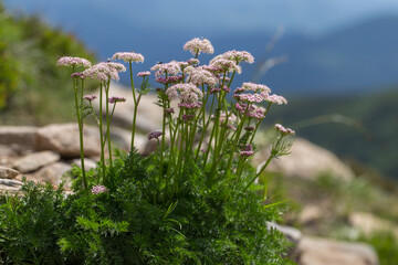 Mutellina purpurea (syn. Ligusticum mutellina) blooms on mountain alpine meadows (polonins) — in the Carpathians. Mutellina purpurea is a unique plant of the Carpathian highlands.