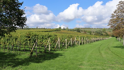 Obraz premium Grapevine. Growing grape wine. Landscape view with vineyards. Blue sky with clouds. South Moravia in the Czech Republic.