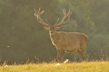 Red deer new antlers wildlife Cervus elaphus fawn western red deer male European graze in meadow nice eyes fur forest mountains, nice darling, widespread hunting animal care, hunted Europe