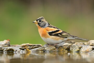 Fringilla montifringilla Brambling bird songbird wildlife nature predator cock o the north, beautiful animal mountain finch, animal, bird watching ornithology, flower bud fauna wildlife Europe