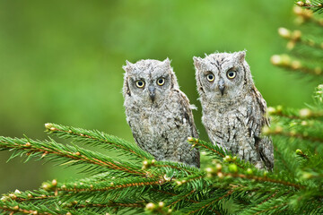 Scops owl Otus scops bird young northern long-eared owl feather sitting on branch dusty fluff wild nature lesser horned cat, beautiful animal, bird watching ornithology, fauna wildlife Europe