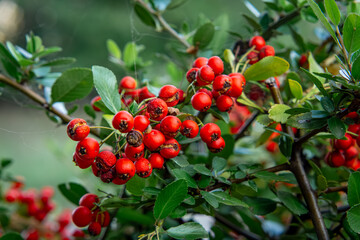 Common mountain ash, mountain ash, mountain ash (Sorbus aucuparia L.) - a species of perennial plant from the rose family. red rowan tree with green leaves. natural autumn decoration. small red fruits