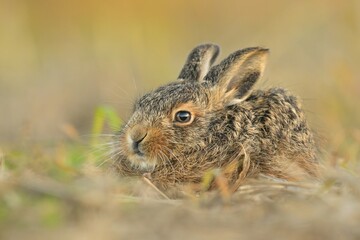 Lepus europaeus european hare cute darling young brown field meadow animal in nature, draw near village, runs fast, cubs beautiful eyes caress,, agricultural landscape, food crop harvest Europe