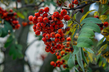 Obraz premium Common mountain ash, mountain ash, mountain ash (Sorbus aucuparia L.) - a species of perennial plant from the rose family. red rowan tree with green leaves. natural autumn decoration. small red fruits