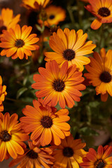 Vibrant orange African daisies in full bloom with dark centers, showcasing warm, sunny colors and delicate petal details.