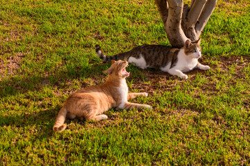 Two Playful Cats Basking Under a Tree on a Sunny Afternoon in a Tranquil Garden Setting