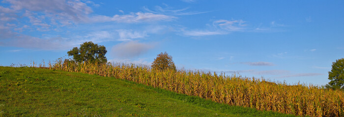 Beautiful landscape of Ukrainian farmland, corn field, landscape with blue sky. Good harvest. The beauty of the native land.