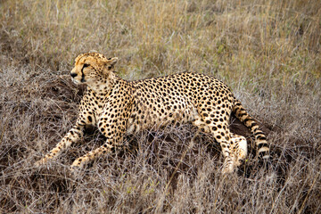 A cheetah looks into the distance while resting on a rock in The Serengeti, Tanzania