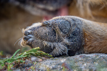 close-up of a large raised paw of a German Shepherd dog. dog paw and claws. dog cleaning and washing his paw in the background © Adam