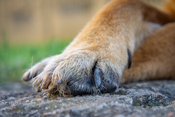 close-up of a large raised paw of a German Shepherd dog. dog paw and claws. dog cleaning and washing his paw in the background © Adam