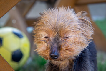 A small, sad, overgrown Yorkie dog. a ball to play in the background. close-up of a yorkie dog's...