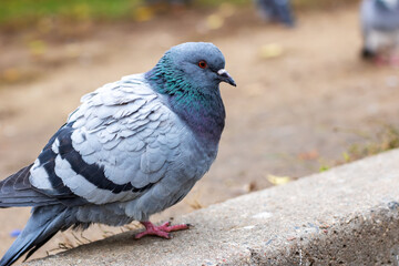 A pigeon is standing firmly on a sidewalk while looking directly at the camera