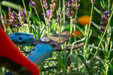 garden work in autumn and summer on a beautiful, warm, sunny day. a man prunes a lavender bush. pruning a bush with garden shears. nurturing and caring for plants in the garden. garden passion and hob © Adam