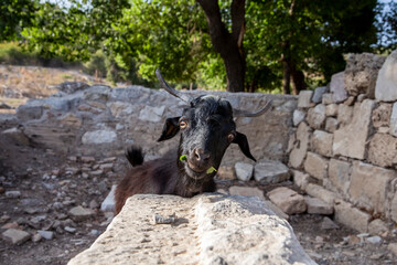 Fototapeta premium Black Goat with horns in some ancient Ruins