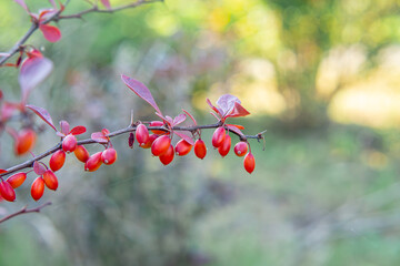 flowering barberry bush with red small fruits. autumn natural decorations. barberry bush blooming in the garden in autumn.