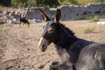 Donkeys in the Ruins of Kaunos near Dalyan in Turkey