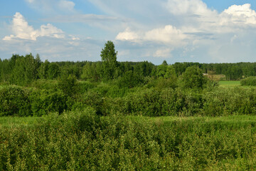 Summer countryside landscape with forest and meadow in Russia