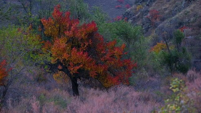 Beautiful wild apricot trees in the mountains in autumn. Turgen River Gorge in Kazakhstan