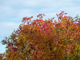 red and green foliage of rosehip