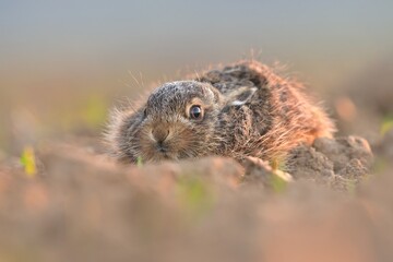 Lepus europaeus European hare cute darling young brown field meadow animal in nature, draw near village, runs fast, cubs beautiful eyes caress, agricultural landscape, food crop harvest Europe © Jan Novak